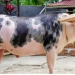 Tedong Bonga Resmi Tercatat Sebagai Kekayaan Intelektual Komunal Tana Toraja