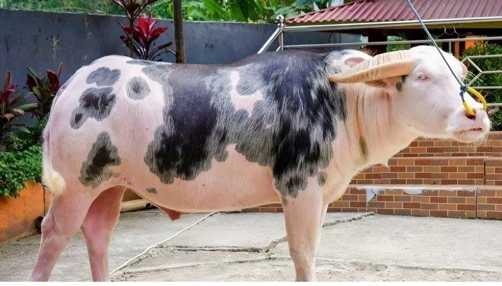 Tedong Bonga Resmi Tercatat Sebagai Kekayaan Intelektual Komunal Tana Toraja
