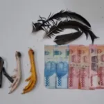 Resmob Polres Toraja Utara Amankan Dua Pelaku Judi Sabung Ayam