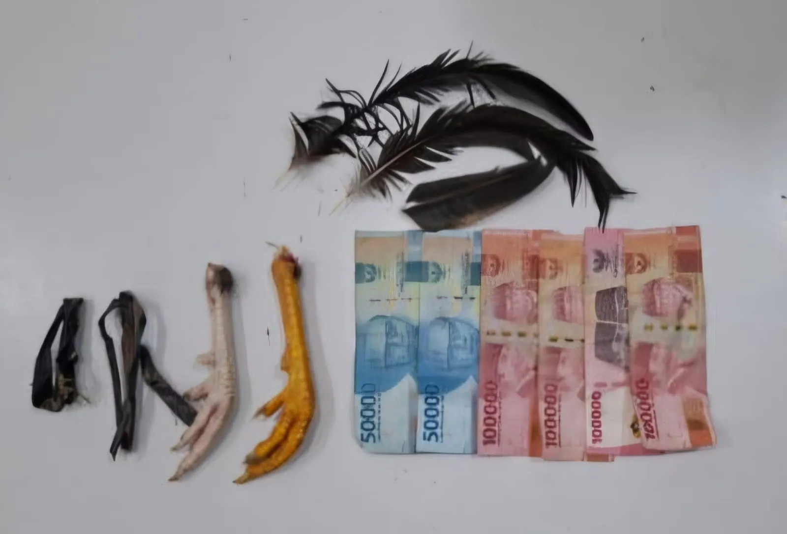 Resmob Polres Toraja Utara Amankan Dua Pelaku Judi Sabung Ayam