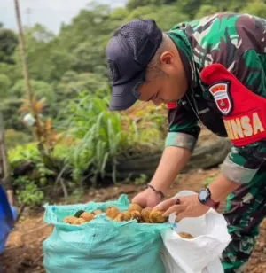Babinsa Koramil Mengkendek Panen Kentang Bersama Warga