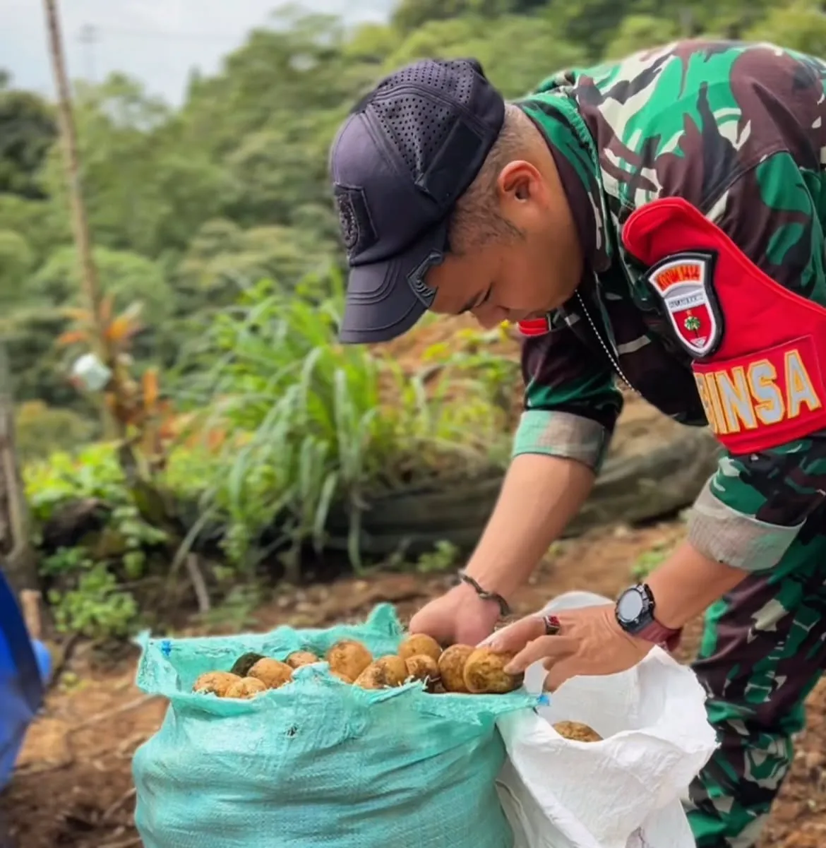 Babinsa Koramil Mengkendek Panen Kentang Bersama Warga