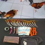 Gerebek Sabung Ayam Tim URC Resmob Polres Torut Amankan Pelaku
