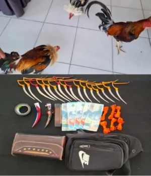 Gerebek Sabung Ayam Tim URC Resmob Polres Torut Amankan Pelaku