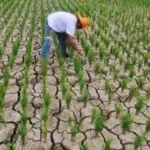 1.832 Ha Sawah di Tana Toraja Terancam Gagal Panen