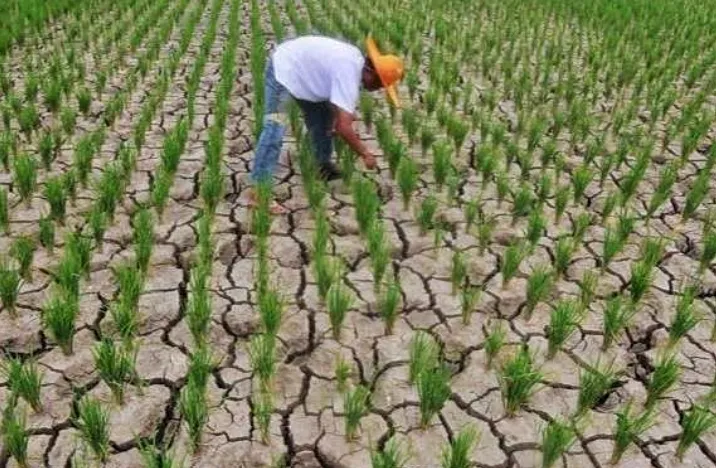 1.832 Ha Sawah di Tana Toraja Terancam Gagal Panen