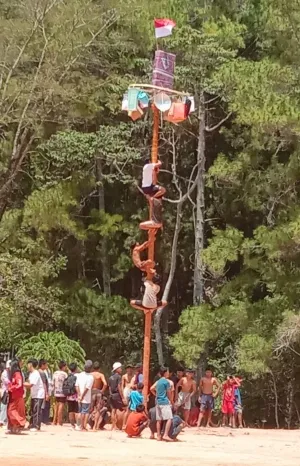 Panjat Pinang Ikonik Tradisional Meriahkan HUT RI ke-81 di Tana Toraja