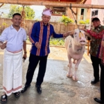 Minum Kopi di Awak Mekop Terkesima Kebau Belang