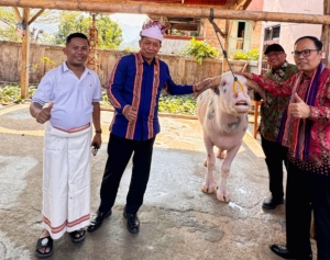 Minum Kopi di Awak Mekop Terkesima Kebau Belang